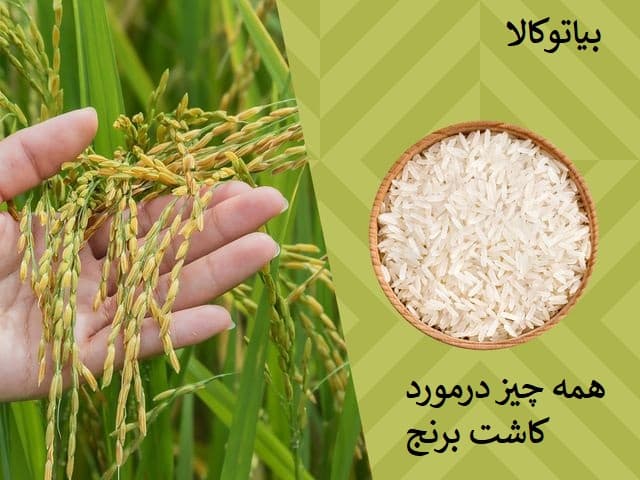 همه چیز درمورد کاشت برنج 